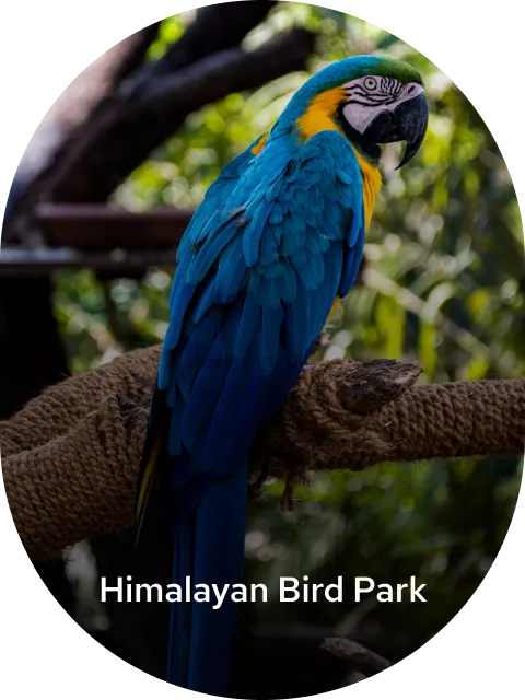 himalayan bird park.png