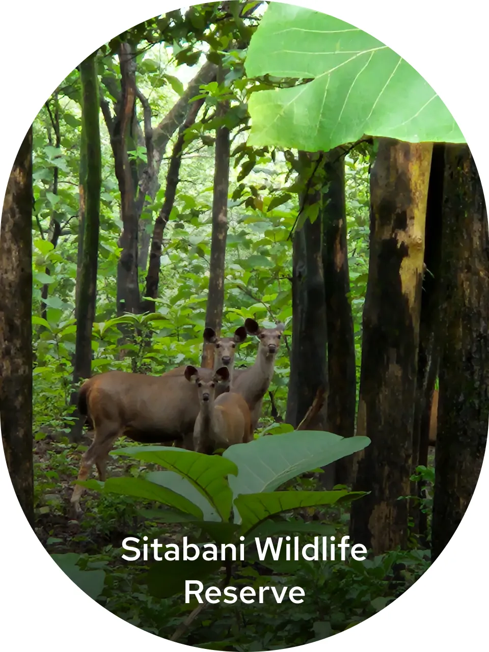 delhi to sitabani wild life